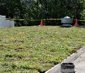 Green Roof, Forest Heights Town Hall